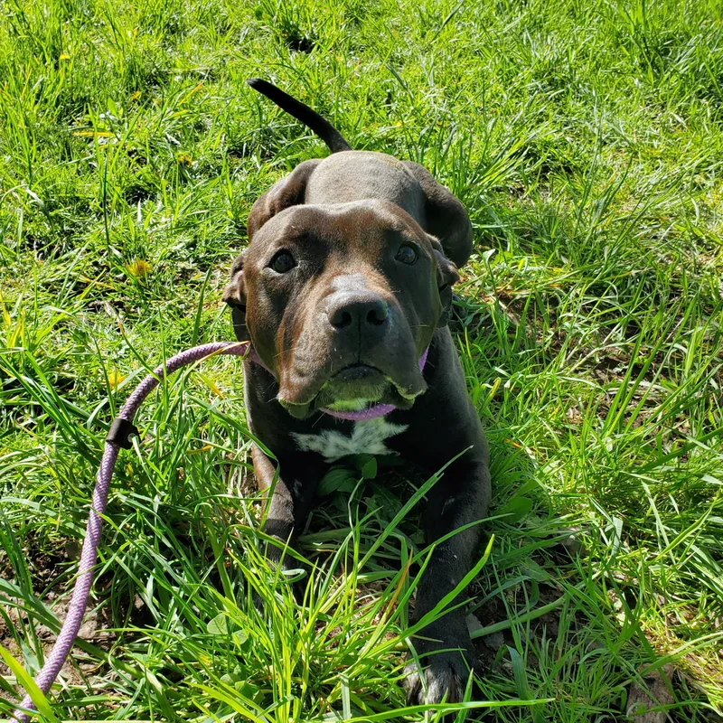 An adult medium-sized female Black Pit Bull Terrier dog named Amulet for adoption in Jersey city, NJ