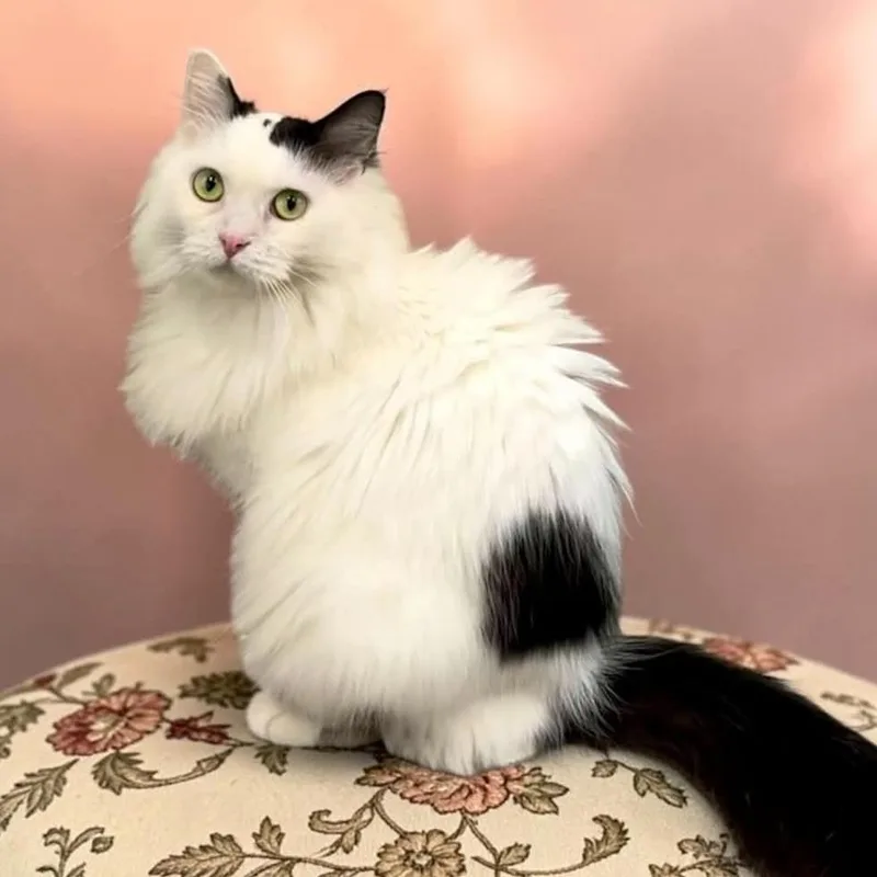An adult medium-sized female White Domestic Long Hair cat named Oreo for adoption in Bentonville, AR