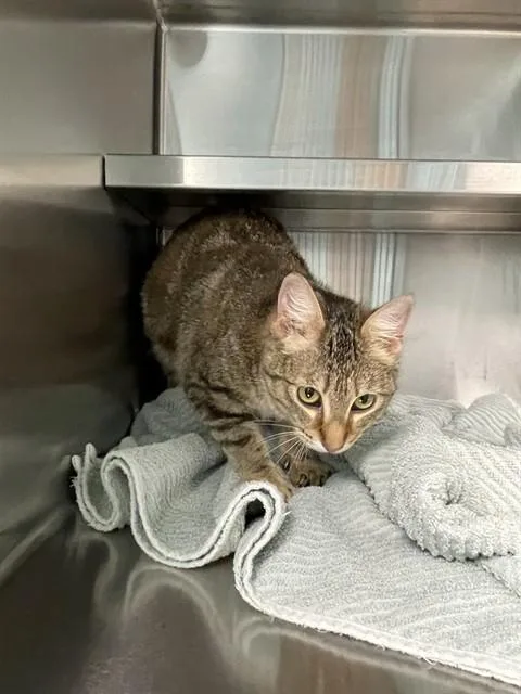 A young small-sized female Domestic Short Hair cat named Amelia for adoption in Lees Summit, MO