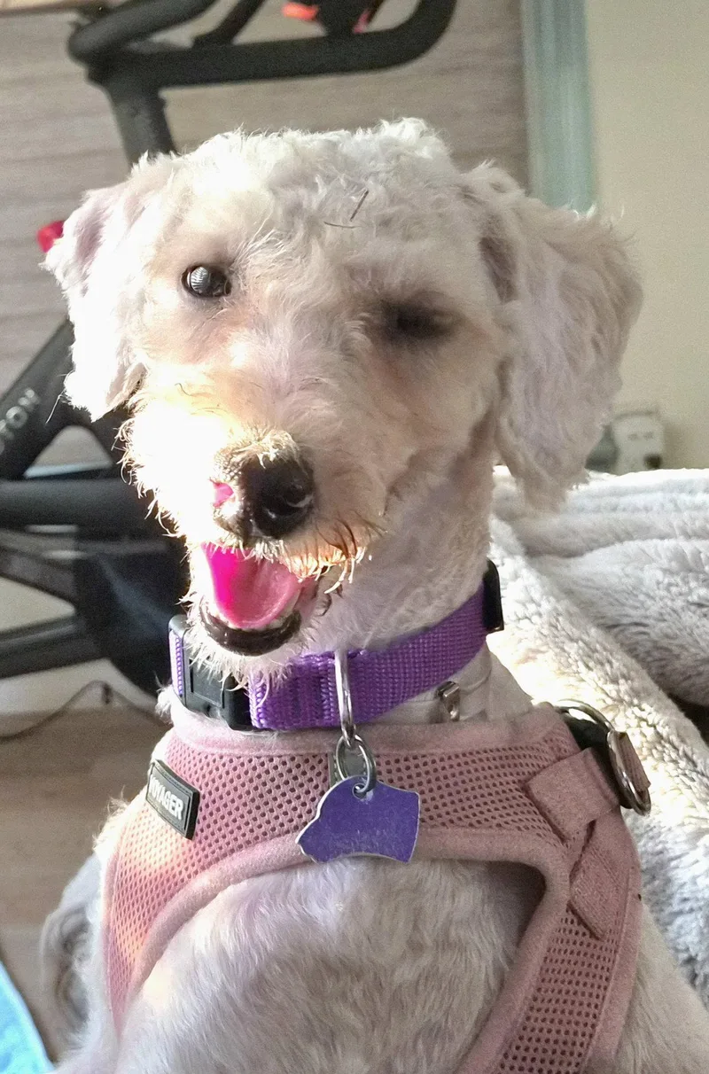 A young small-sized female Poodle dog named Lisa for adoption in Los Angeles, CA