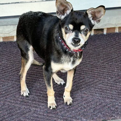 A senior small-sized male Bicolor Chihuahua dog named Macho for adoption in Lincolnshire, IL