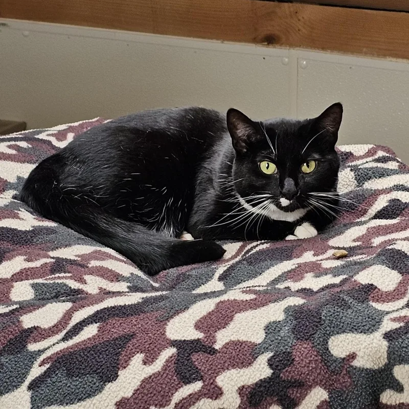 A young medium-sized female Black Domestic Short Hair cat named Madison for adoption in Waynesville, NC