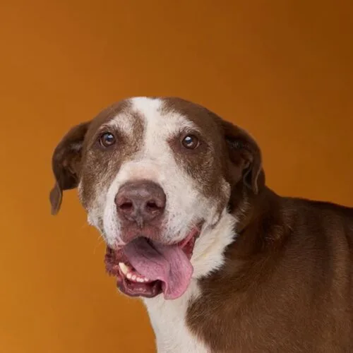 A senior extra large-sized male Yellow / Tan / Blond / Fawn Labrador Retriever dog named Rex for adoption in Sullivan City, TX