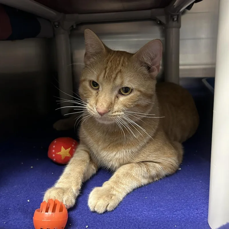 An adult small-sized male Orange / Red Domestic Short Hair cat named Gaston for adoption in Fargo, ND