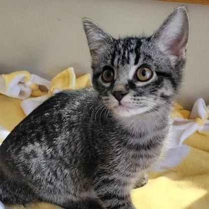 A baby small-sized female Buff / Tan / Fawn Domestic Short Hair cat named Marble for adoption in Grand Island, NE