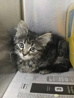 A baby small-sized female Domestic Long Hair cat named CA Fruit Punch for adoption in Glen Allen, VA