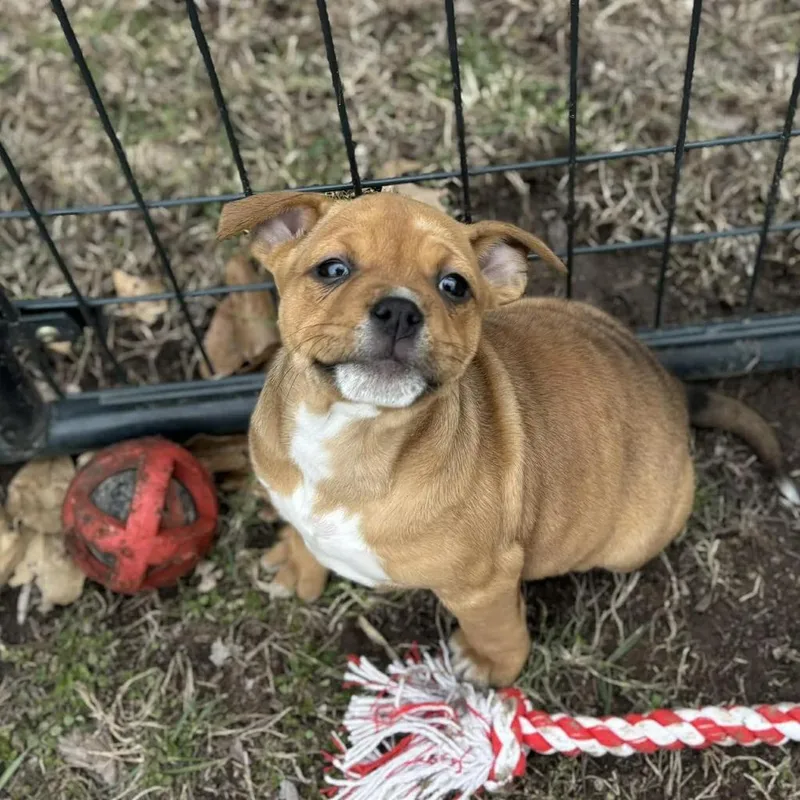 Robin Buckley thumbnail 4