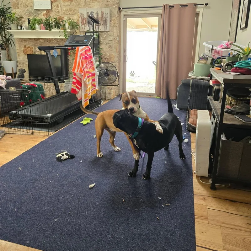 An adult large-sized male Black Labrador Retriever dog named Chillon for adoption in Martinez, CA