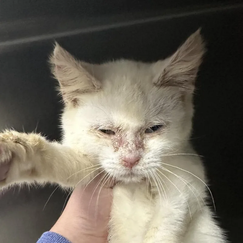 A baby small-sized female Domestic Short Hair cat named Meowder for adoption in Corbin, KY