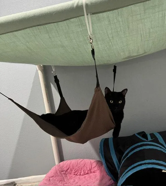 A young small-sized male Black Domestic Short Hair cat named Driver for adoption in Mission Viejo, CA