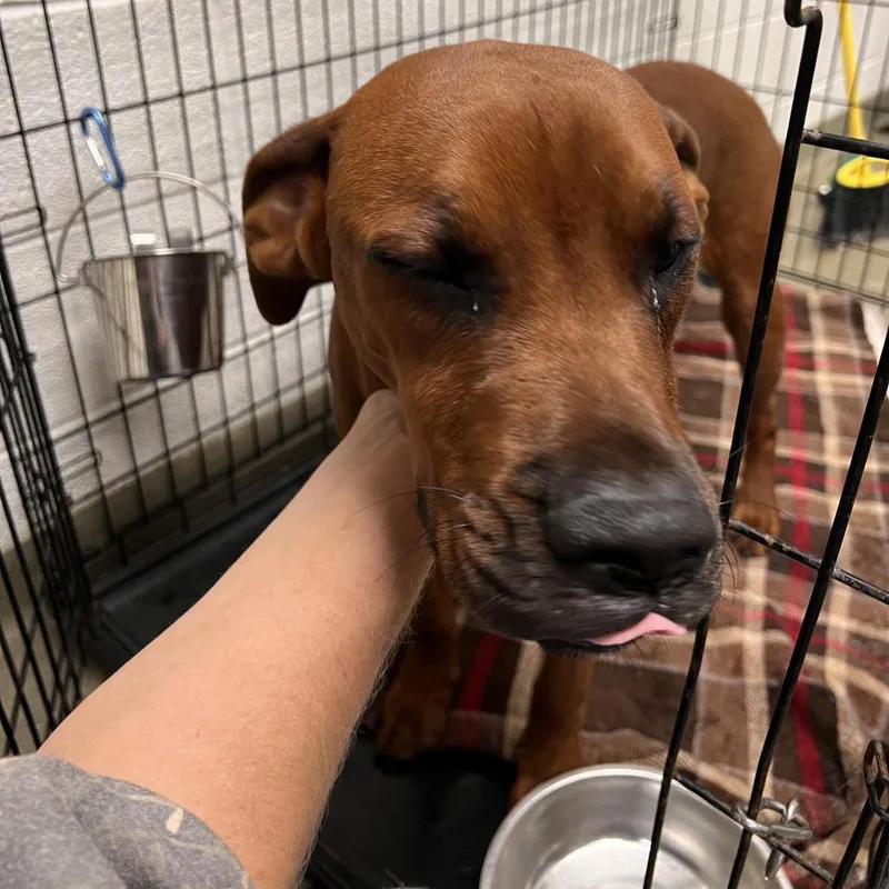 A young medium-sized male Brown / Chocolate Hound dog named 72980 for adoption in Harrisonburg, VA