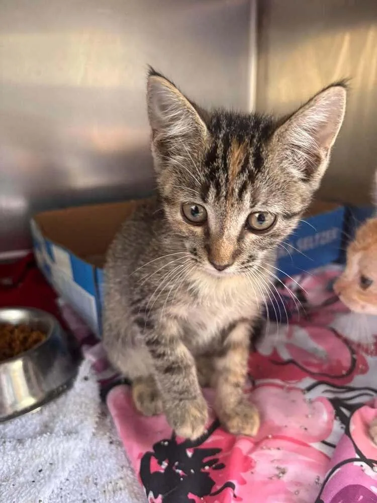 A baby small-sized female Domestic Short Hair cat named Pebbles for adoption in Statesboro, GA