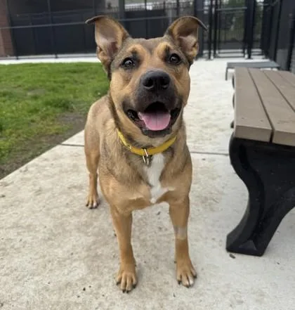 An adult large-sized female Mixed Breed dog named Darla for adoption in Wheaton, IL