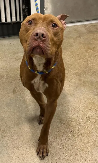 An adult medium-sized male Brown / Chocolate Pit Bull Terrier dog named Buck for adoption in Cleveland, OH