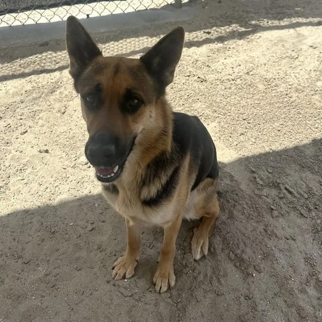 Lila