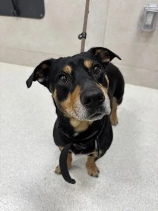 An adult small-sized male Miniature Pinscher dog named Pono for adoption in Honolulu, HI