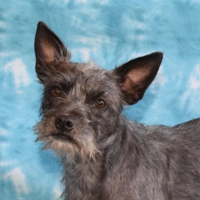 An adult small-sized female Black Terrier dog named Shellie for adoption in Eureka, CA