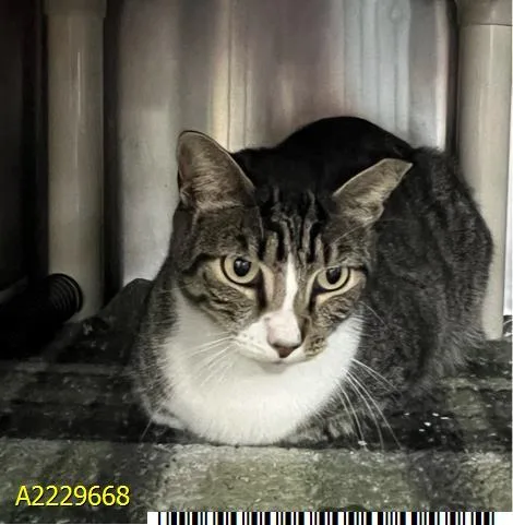 A young medium-sized male American Shorthair cat named Hitch for adoption in West Palm Beach, FL