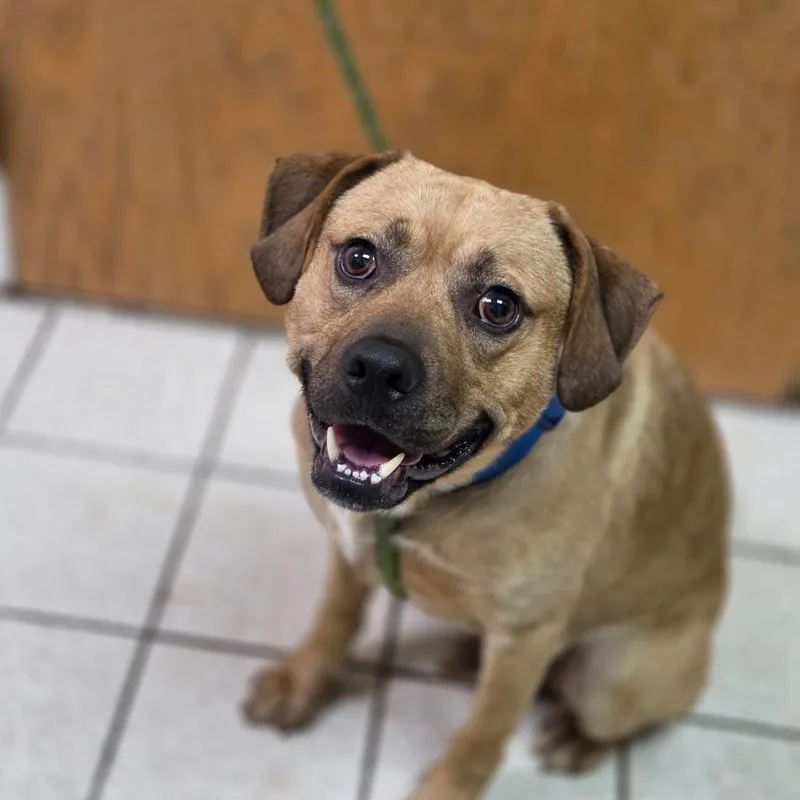 An adult medium-sized male Yellow / Tan / Blond / Fawn Mixed Breed dog named Bartons for adoption in Charleston, WV