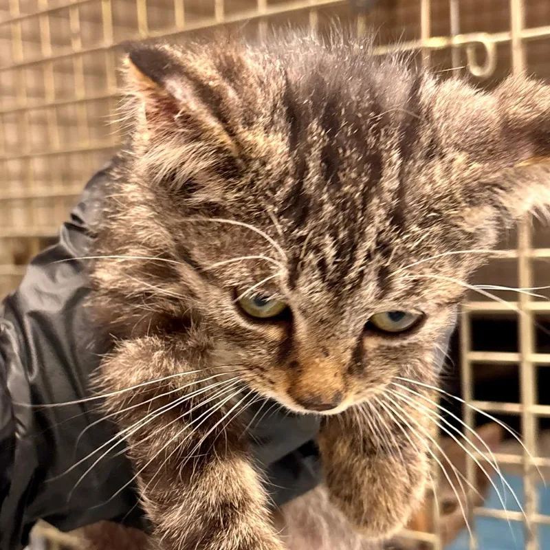 A baby small-sized male Domestic Short Hair cat named André for adoption in Portland, IN