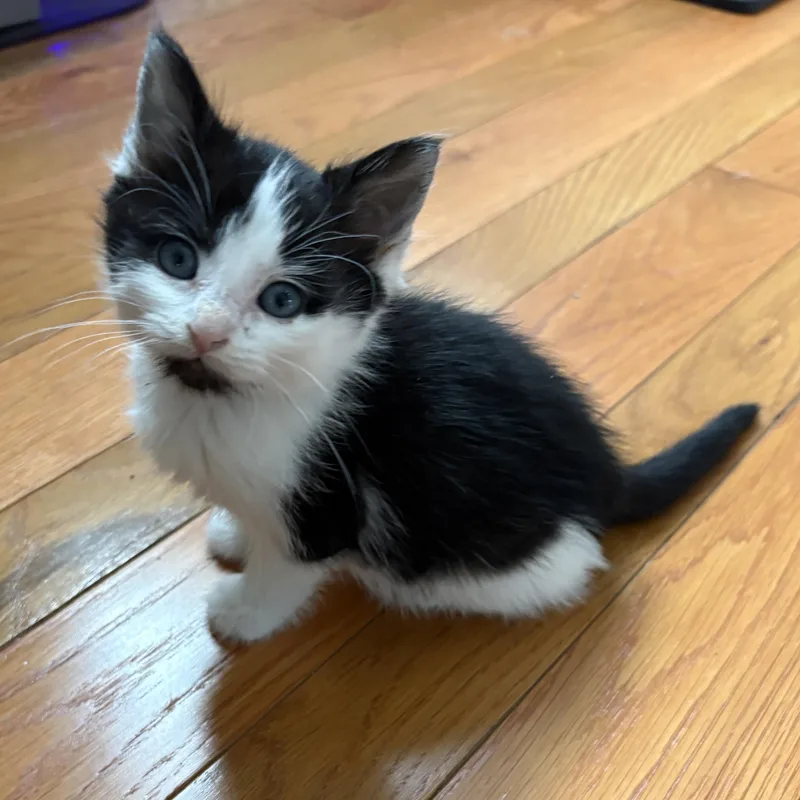 A baby medium-sized female Black & White / Tuxedo American Shorthair cat named Gia for adoption in Lemoyne, PA
