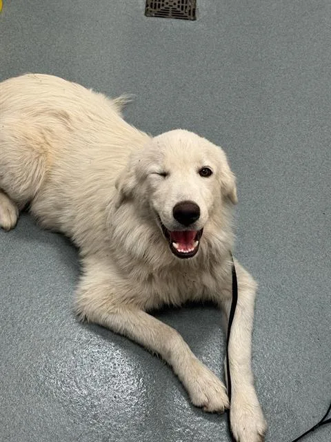 A young medium-sized male Great Pyrenees dog named Grayscale for adoption in Baytown, TX