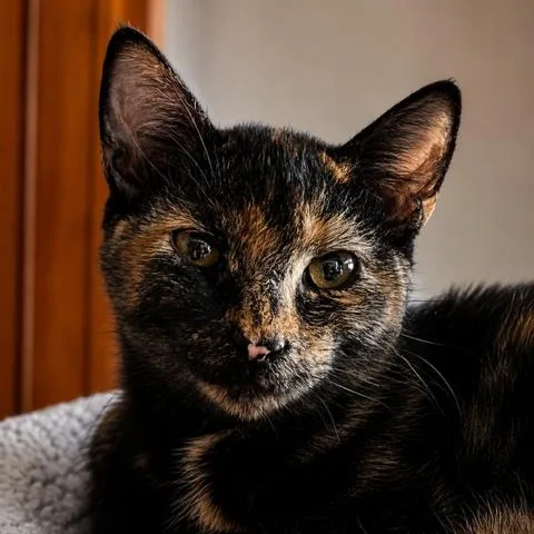 A baby small-sized female Tortoiseshell cat named Selina for adoption in Antioch, CA