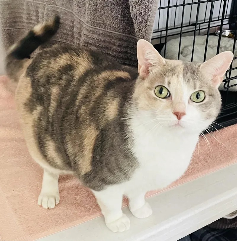 An adult large-sized female Dilute Calico Domestic Short Hair cat named Cream Puff for adoption in Cincinnati, OH
