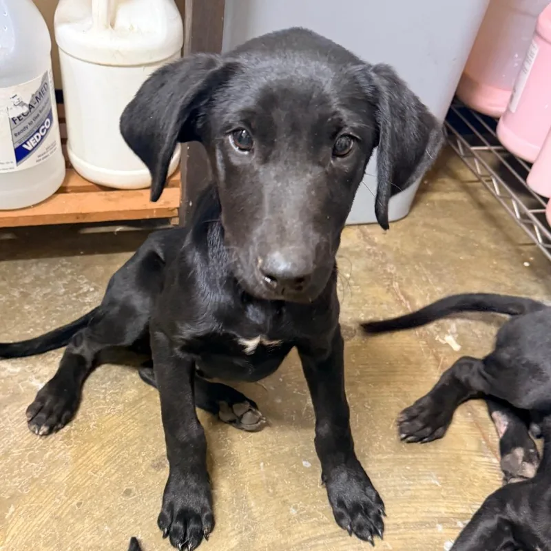 A baby small-sized male Mixed Breed dog named Frankie for adoption in Corinth, MS