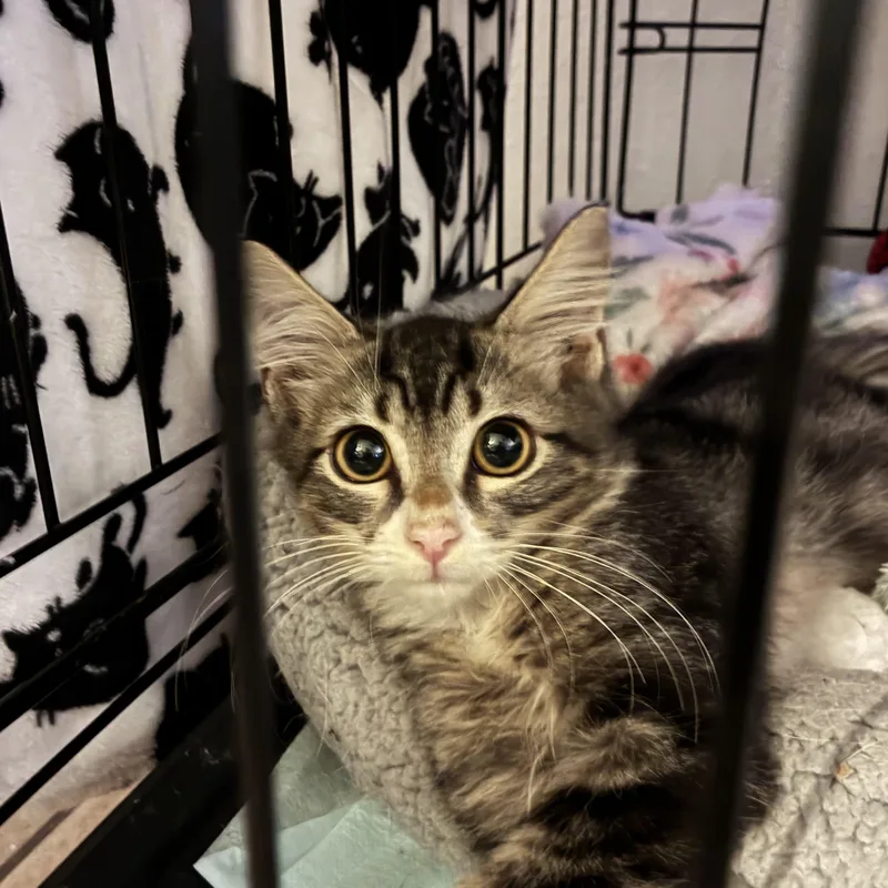 A baby large-sized male Tabby (Brown / Chocolate) Domestic Long Hair cat named Freddy Cougar for adoption in Liverpool, TX
