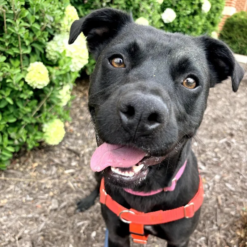 An adult large-sized female Pit Bull Terrier dog named Daisy Jane for adoption in Cumming, GA