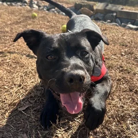 Daisy Jane thumbnail 4