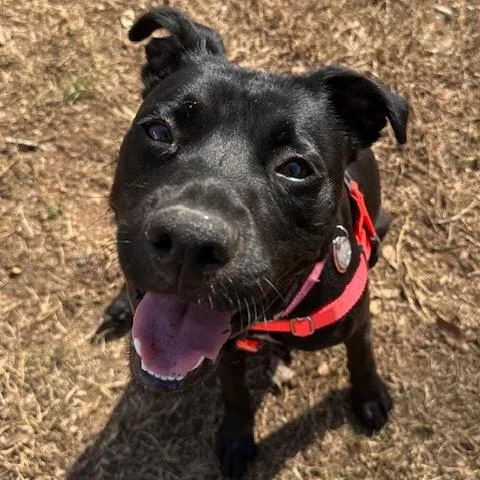 Daisy Jane thumbnail 5