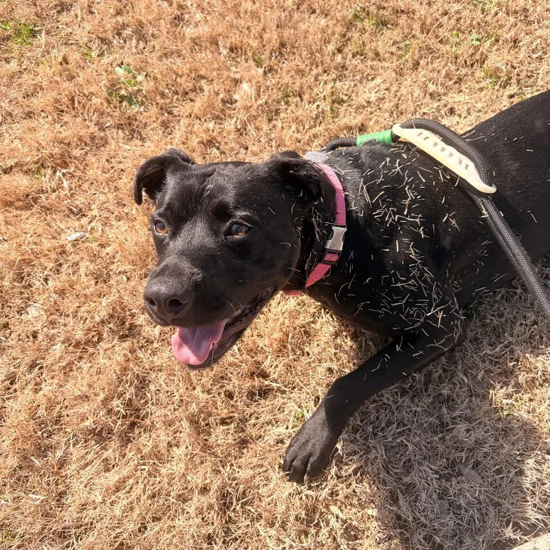 Daisy Jane thumbnail 6