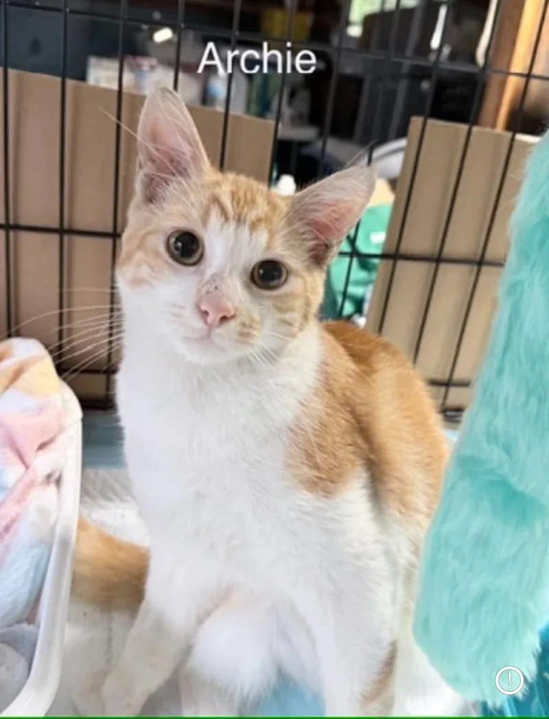 A baby medium-sized male Orange & White Tabby cat named Archie for adoption in Wyandotte, MI