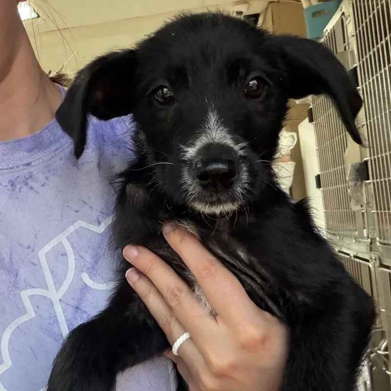 Ct Tangy Tropical Bubblegum