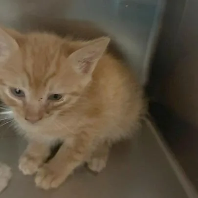 A baby small-sized male Orange / Red Domestic Short Hair cat named Purin for adoption in Los Angeles, CA