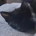 A baby small-sized male Black Domestic Short Hair cat named Daffy for adoption in West Palm Beach, FL