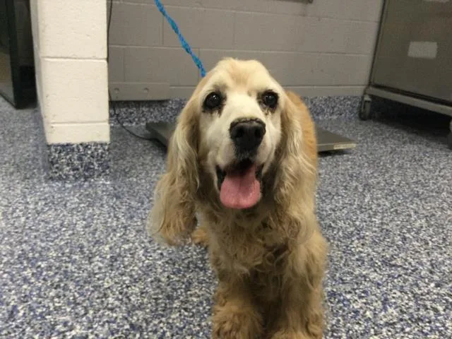 A senior small-sized male Cocker Spaniel dog named Vito for adoption in Thousand Palms, CA