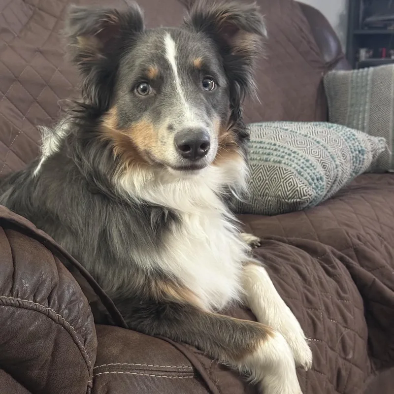 A young medium-sized male Gray / Blue / Silver Australian Shepherd dog named SteelCourtesy Listing for adoption in Louisburg, KS