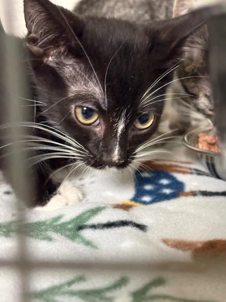 A baby small-sized male Domestic Short Hair cat named Aargon for adoption in Ada, OK