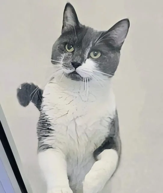 An adult large-sized female Gray & White Domestic Short Hair cat named Mitzu for adoption in Amityville, NY
