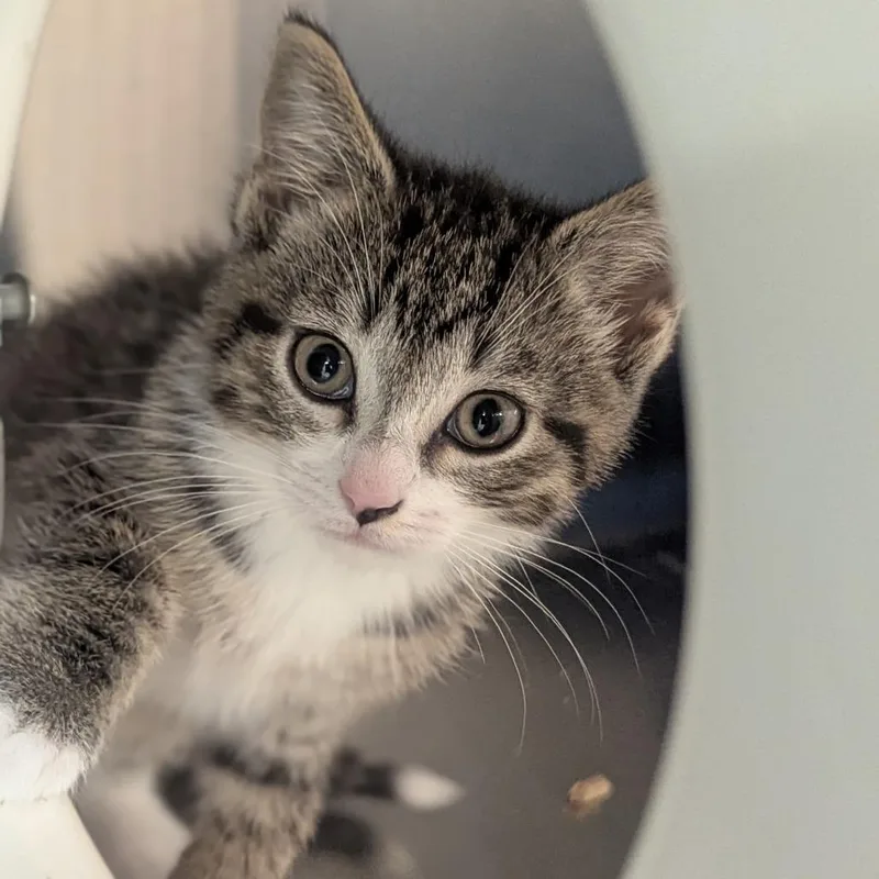 A baby medium-sized female Tabby (Brown / Chocolate) Domestic Short Hair cat named Macy for adoption in Fenton, MI