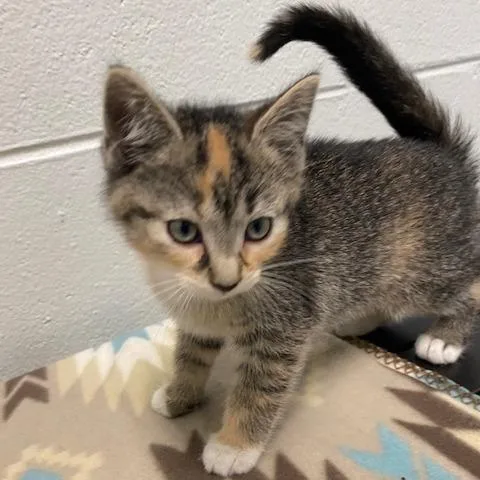 A baby small-sized female Black Domestic Short Hair cat named Phoebe for adoption in Dayton, OH