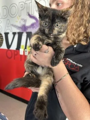 A baby medium-sized female Domestic Short Hair cat named Rochelle for adoption in West Chester, PA