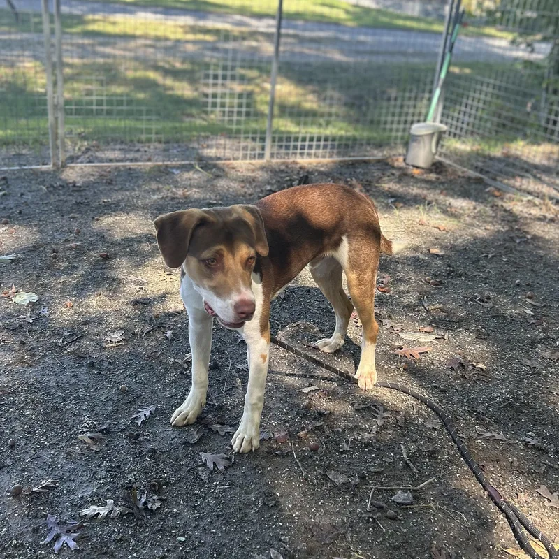 A young medium-sized male Golden Pit Bull Terrier dog named Mort for adoption in Cumberland , VA