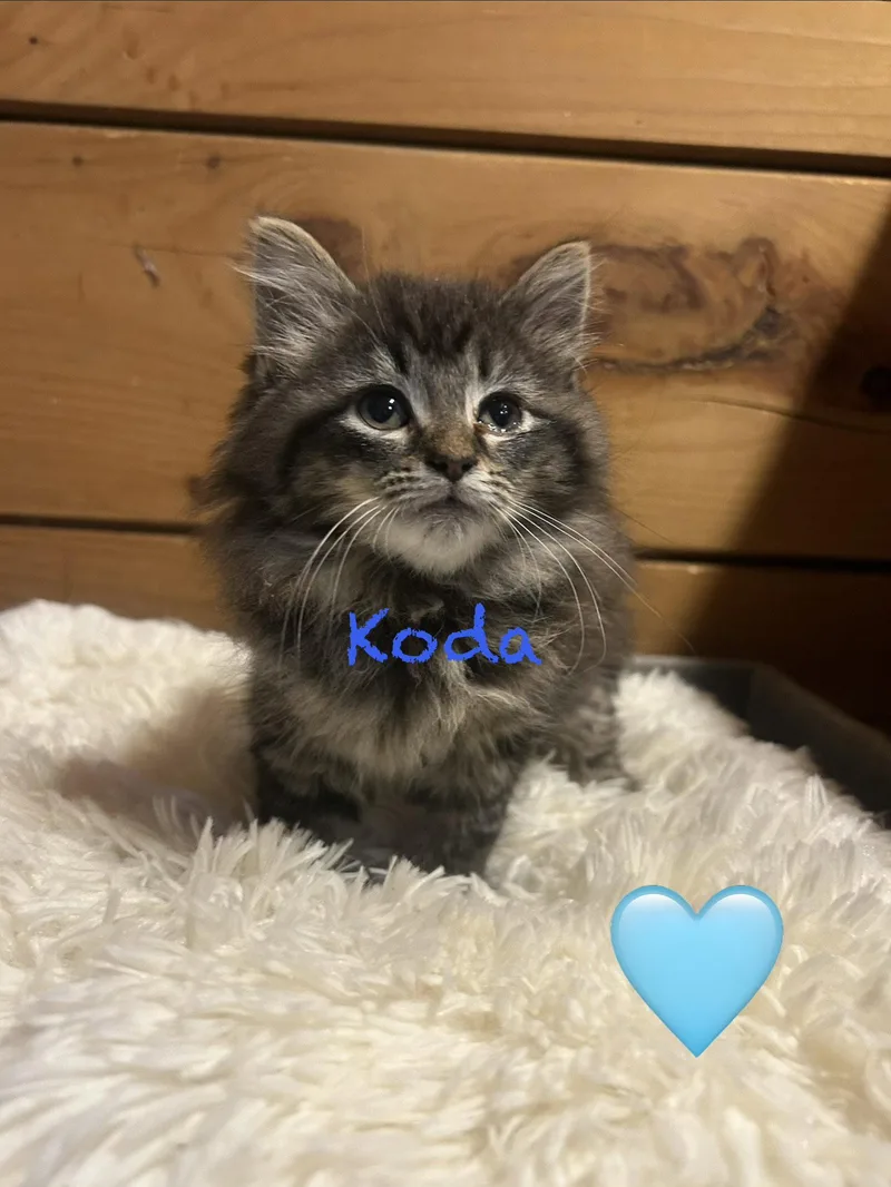 A young medium-sized male Maine Coon cat named Koda for adoption in Absecon, NJ