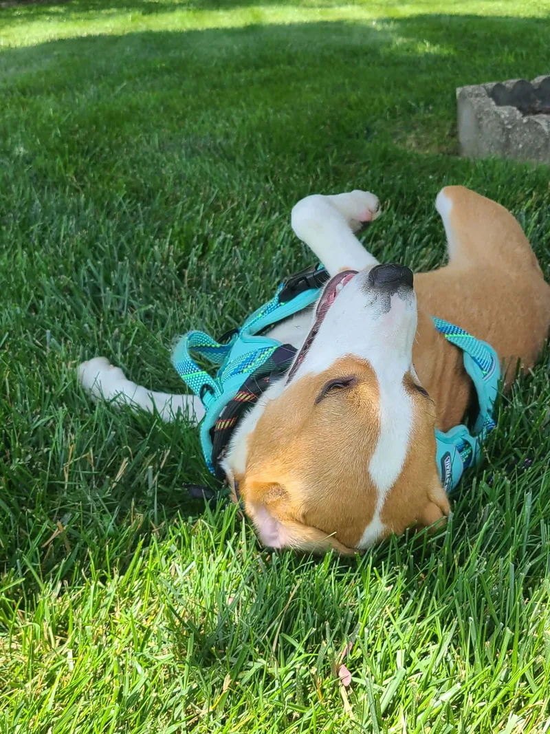 Snickers thumbnail 4