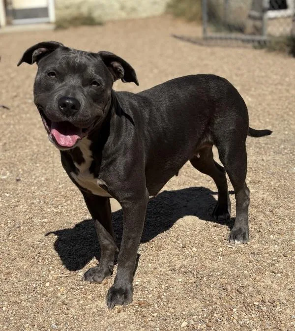 An adult large-sized male Pit Bull Terrier dog named Atticus for adoption in Virginia Beach, VA