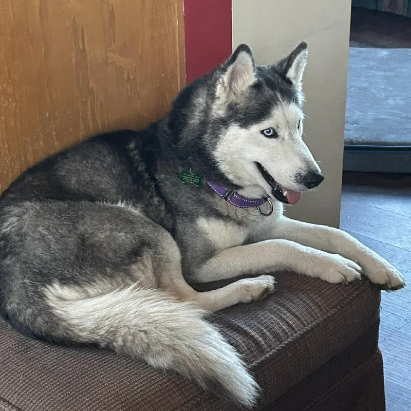 Skye thumbnail 5